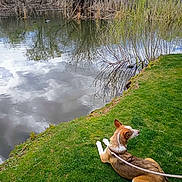 Mocha joined the competition — help win amazing prizes! dog, grass, pond, water, reflection, clouds, trees, ducks, leash, nature, outdoor, calm, greenery, animal, lake, wildlife, scenic, peaceful, summer, relaxing
