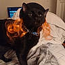Binx joined the competition — help win amazing prizes! black_cat, cat, orange_wig, collar, bed, blanket, indoor, furniture, door, television, curly_hair, pet, animal, cozy, fur, looking, standing, curious, room, soft