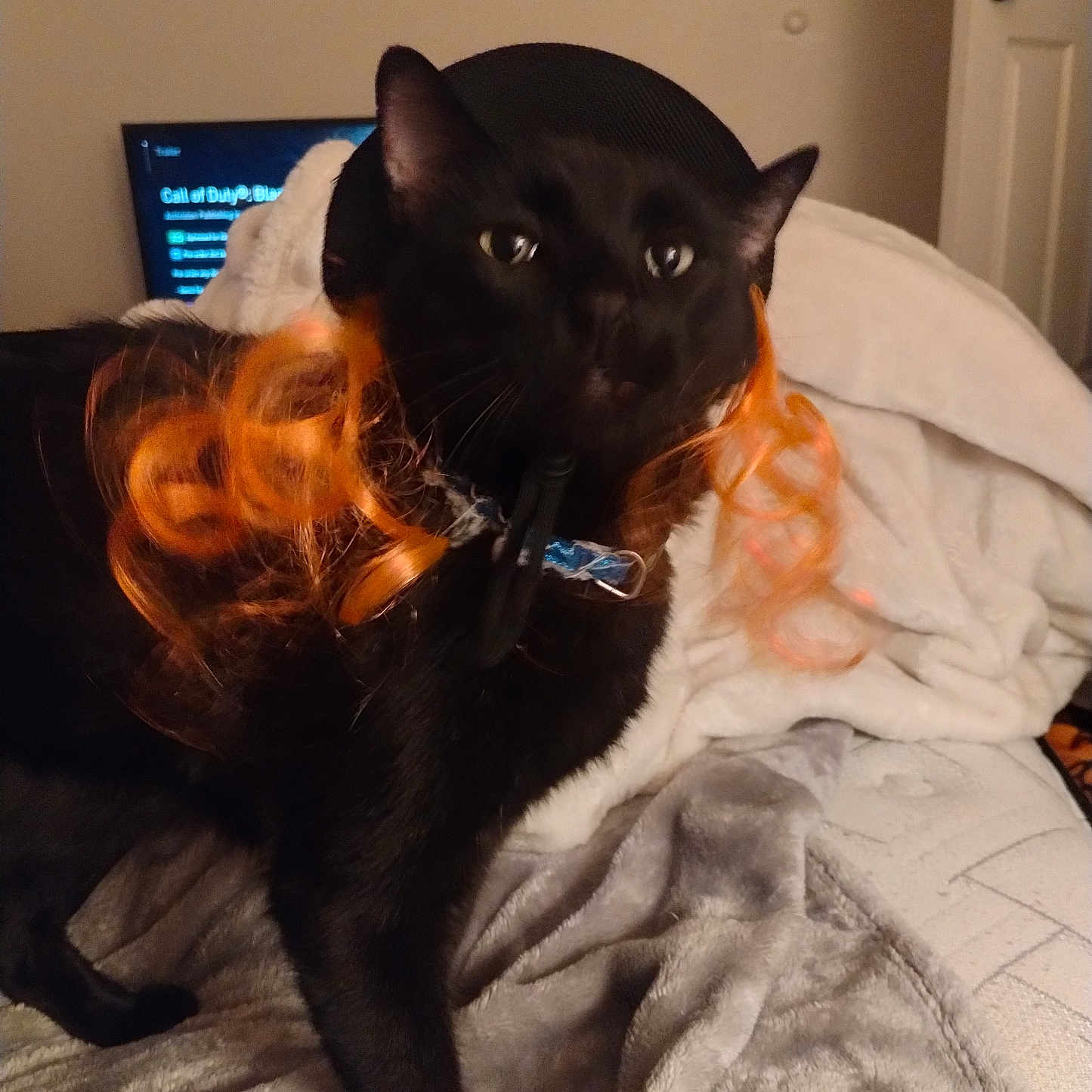 Binx joined the competition — help win amazing prizes! black_cat, cat, orange_wig, collar, bed, blanket, indoor, furniture, door, television, curly_hair, pet, animal, cozy, fur, looking, standing, curious, room, soft