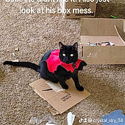 Binx joined the competition — help win amazing prizes! black_cat, cat, vampire_costume, red_costume, carpet, cardboard, box, messy_floor, plastic_bag, indoor, pet, animal, feline, costume, displeased, sitting, green_eyes, home, floor, playful