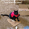 black_cat, cat, vampire_costume, red_costume, carpet, cardboard, box, messy_floor, plastic_bag, indoor, pet, animal, feline, costume, displeased, sitting, green_eyes, home, floor, playful