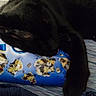 Binx is registered to the contest to win money with this photo: black_cat, sleeping_cat, cat, pet, indoor, blanket, snack_bag, resting, cozy, fur, animal, cute, relaxed, feline, domestic_cat, close_up, soft_texture, comfort, nap, household