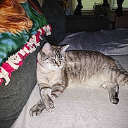 Dixie joined the competition — help win amazing prizes! cat, tabby, pet, indoor, couch, blanket, feline, relaxing, fur, animal, domestic, striped, resting, collar, purple_bell, living_room, curtains, plant, soft, cozy