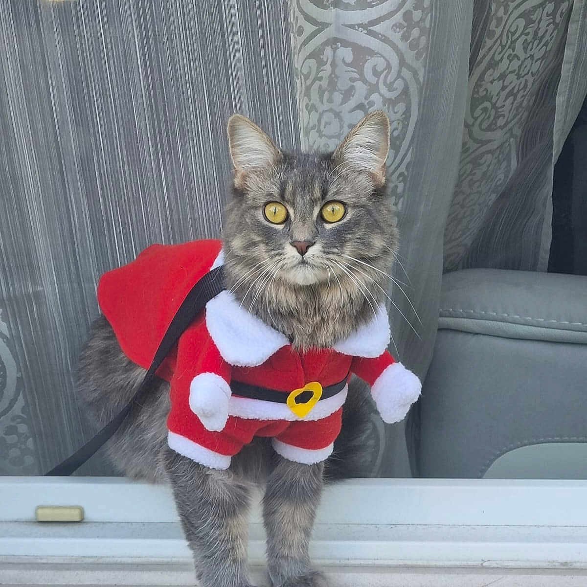 Gribouille participe au concours pour gagner de l'argent avec cette photo : animal, cat, couch, cushion, face, furniture, head, homedecor, indoors, interiordesign, kitten, manx, person, pet, photography, plant, plush, portrait, pottedplant, toy