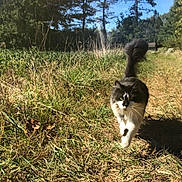 Marbles is registered to the contest to win money with this photo: cat, animal, outdoor, grass, nature, sunlight, tree, path, feline, pet, walking, daytime, mammal, fur, whiskers, tail, greenery, field, sky, wildlife