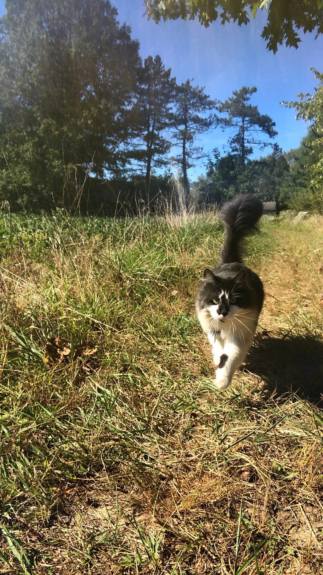 Marbles is registered to the contest to win money with this photo: cat, animal, outdoor, grass, nature, sunlight, tree, path, feline, pet, walking, daytime, mammal, fur, whiskers, tail, greenery, field, sky, wildlife
