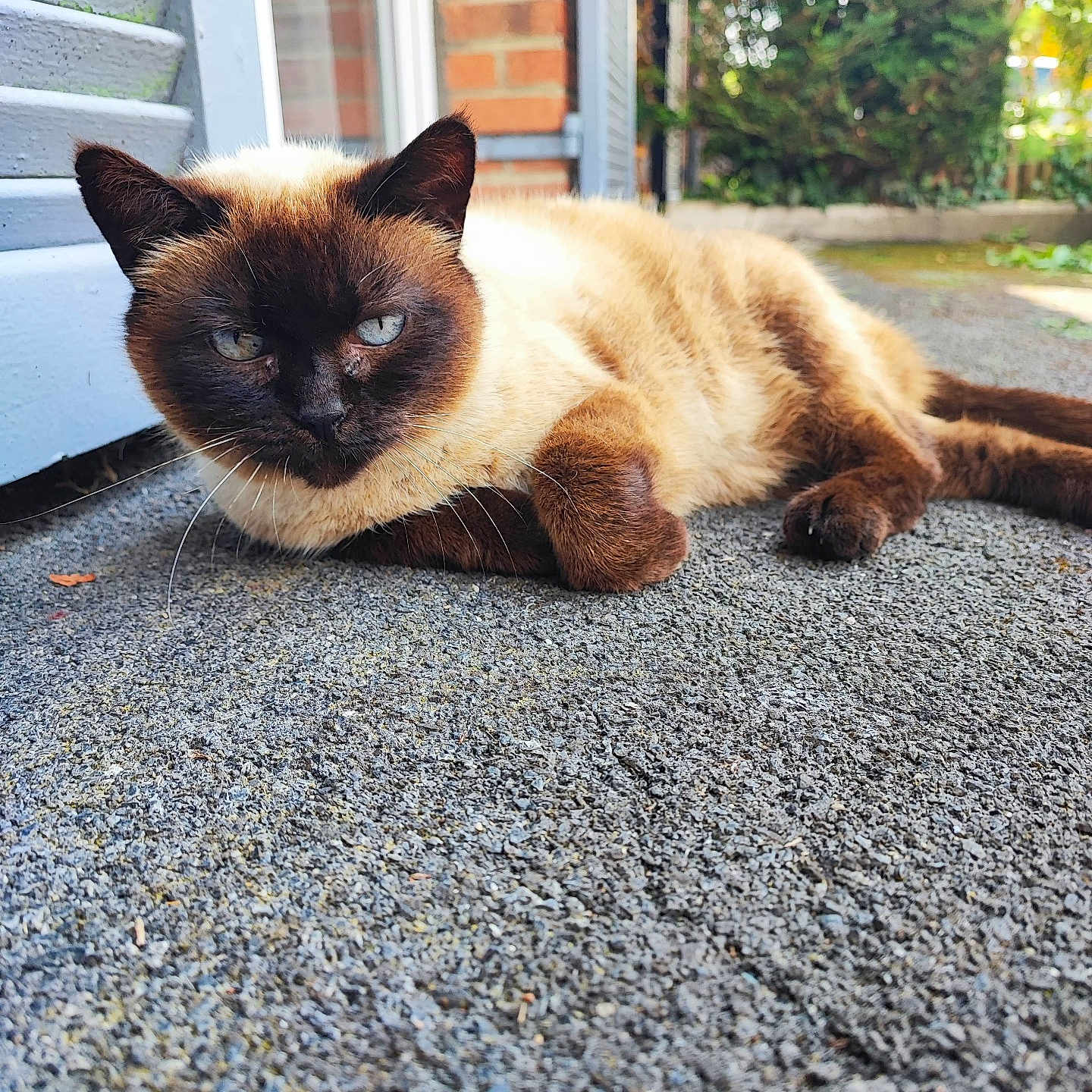 Sushi participe au concours pour gagner de l'argent avec cette photo : animal, brick, cat, city, door, grass, gravel, kitten, manx, pebble, pet, plant, pottedplant, road, rock, siamese, slate, soil, street, urban