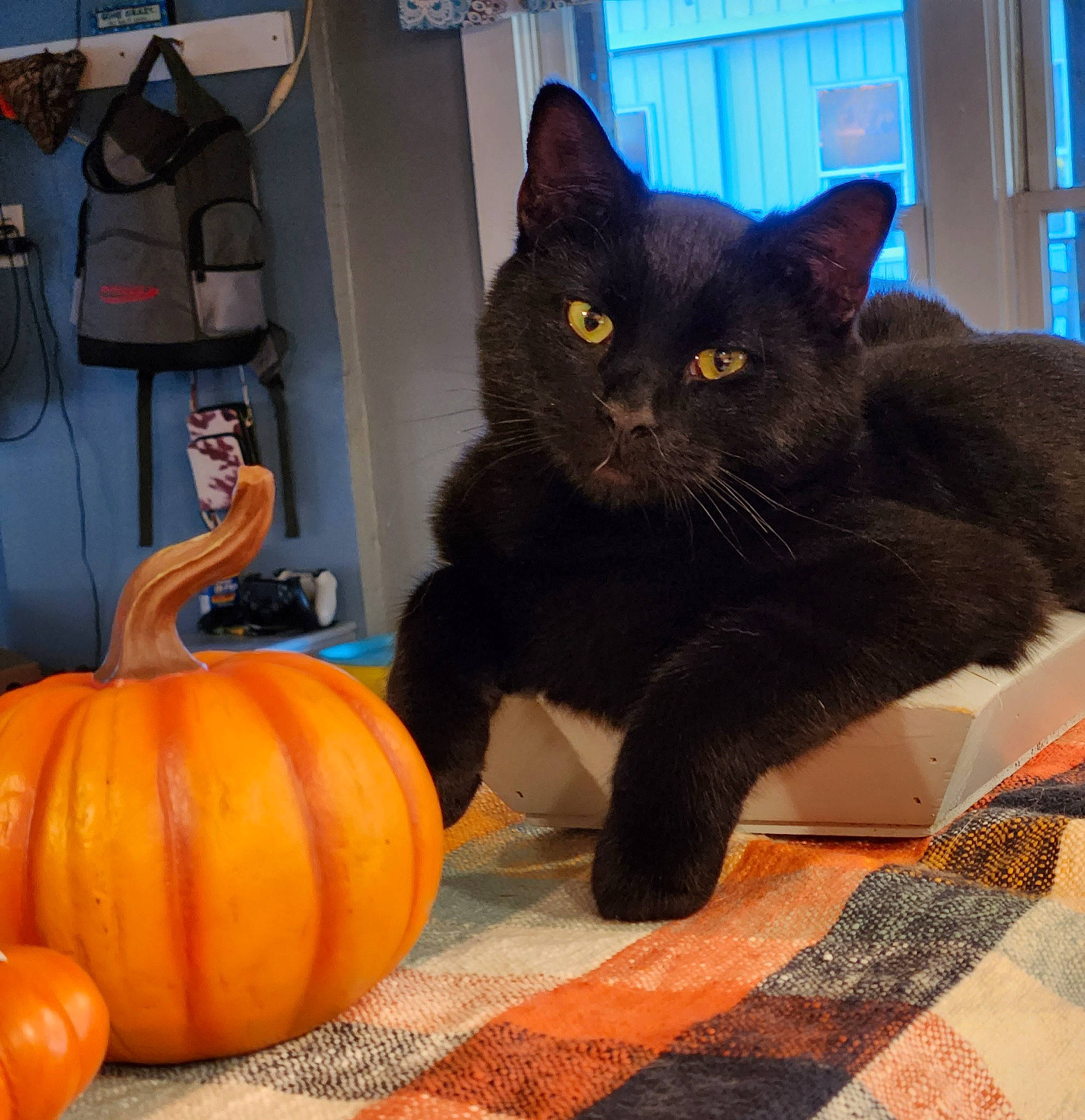Nimbus joined the competition — help win amazing prizes! black_cat, bombay, calabaza, carnivore, cat, comfort, cucurbita, domestic_short_haired_cat, felidae, gourd, grey, natural_foods, plant, pumpkin, small_to_medium_sized_cats, squash, tail, vegetable, whiskers, winter_squash