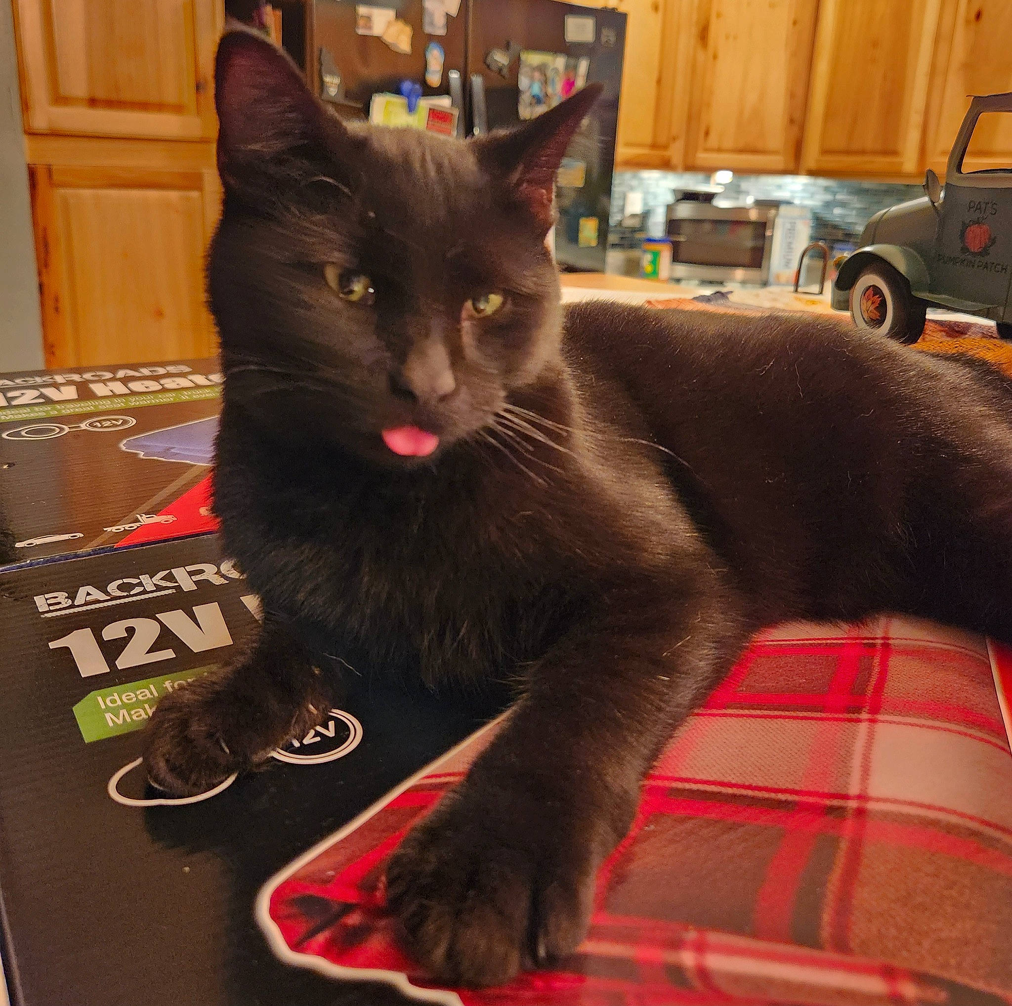 Nimbus is registered to the contest to win money with this photo: black_cat, carnivore, cat, comfort, domestic_short_haired_cat, felidae, floor, flooring, fur, grey, human_leg, lap, paw, small_to_medium_sized_cats, snout, tail, tire, wheel, whiskers, window