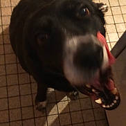 Olly participe au concours pour gagner de l'argent avec cette photo : dog, black_dog, white_markings, tongue, licking, floor, tiled_floor, indoor, pet, animal, canine, excited, looking_up, mouth_open, teeth, fur, blur, motion, close_up, companion