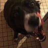 dog, black_dog, white_markings, tongue, licking, floor, tiled_floor, indoor, pet, animal, canine, excited, looking_up, mouth_open, teeth, fur, blur, motion, close_up, companion