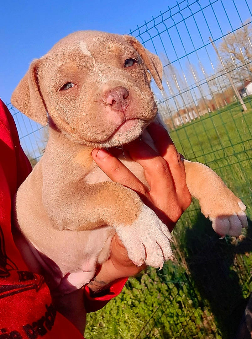 Arya a rejoint le concours — aidez-le/la à gagner de superbes lots ! canidae, carnivore, companion_dog, dog, dog_breed, fawn, fence, gesture, grass, happy, liver, mesh, pink, sky, snout, sporting_group, terrestrial_animal, thumb, wire_fencing, working_animal