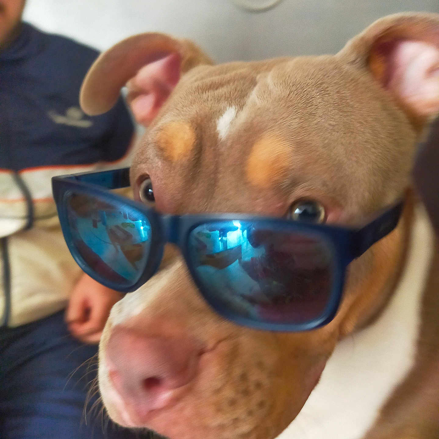 Arya participe au concours pour gagner de l'argent avec cette photo : accessories, animal, boy, bulldog, canine, child, dog, face, glasses, goggles, head, hound, male, person, pet, photography, pitbull, portrait, puppy, sunglasses