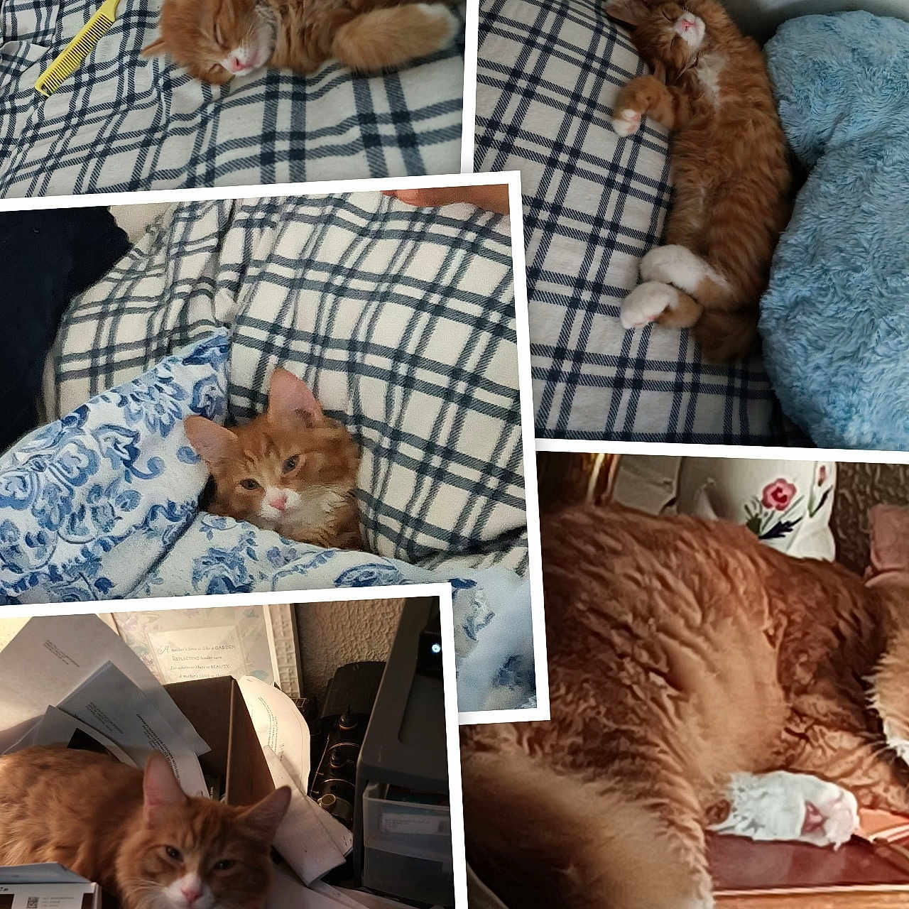 Pumpkin joined the competition — help win amazing prizes! animal, architecture, art, bed, box, building, cat, couch, cushion, furniture, homedecor, indoors, kitten, linen, livingroom, manx, person, pet, room, sleeping