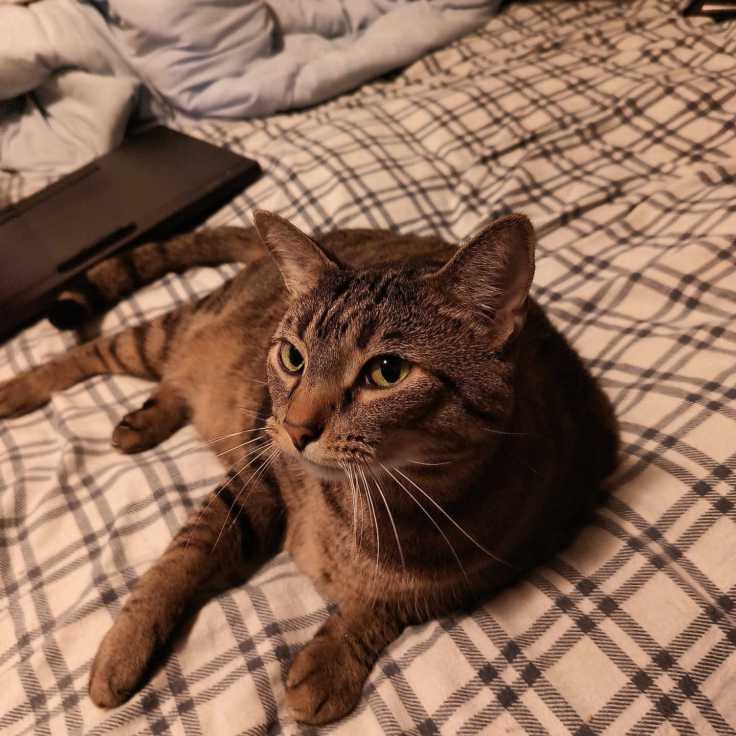 Garfield joined the competition — help win amazing prizes! abyssinian, animal, bed, bedroom, blanket, cat, computer, couch, cushion, electronics, furniture, homedecor, indoors, kitten, laptop, linen, manx, pet, quilt, room