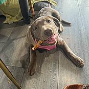 Kate is registered to the contest to win money with this photo: animal, blanket, canine, chewing, cozy, cute, dog, floor, furniture_leg, harness, indoor, leash, lying_down, pet, pink_harness, playful, puppy, smiling, treat, wooden_floor