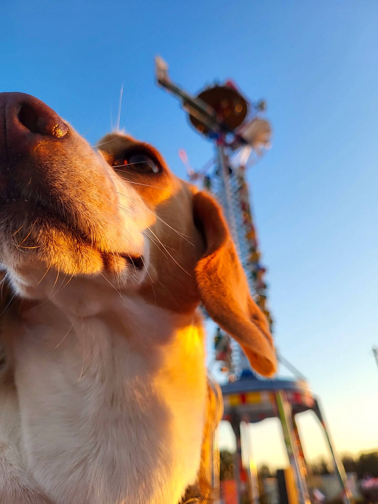 Gemma joined the competition — help win amazing prizes! canidae, carnivore, collar, companion_dog, dog, dog_breed, fawn, grass, happy, hound, hunting_dog, landscape, scent_hound, sky, snout, sporting_group, whiskers, wildlife, working_animal