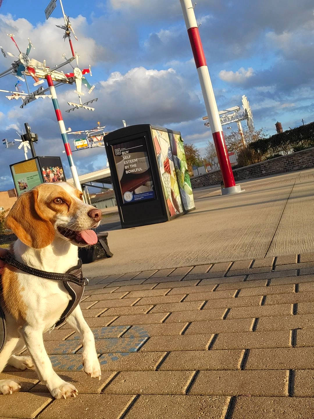 Gemma joined the competition — help win amazing prizes! asphalt, carnivore, city, cloud, collar, companion_dog, dog, dog_breed, fawn, flag, flooring, leash, pole, road, road_surface, sidewalk, sky, snout, tail, working_animal