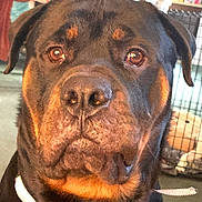 Otis is registered to the contest to win money with this photo: dog, rottweiler, close_up, pet, animal, indoor, brown_eyes, black_fur, tan_markings, canine, face, portrait, calm, curious, household, crate, domestic, muzzle, ears, furry