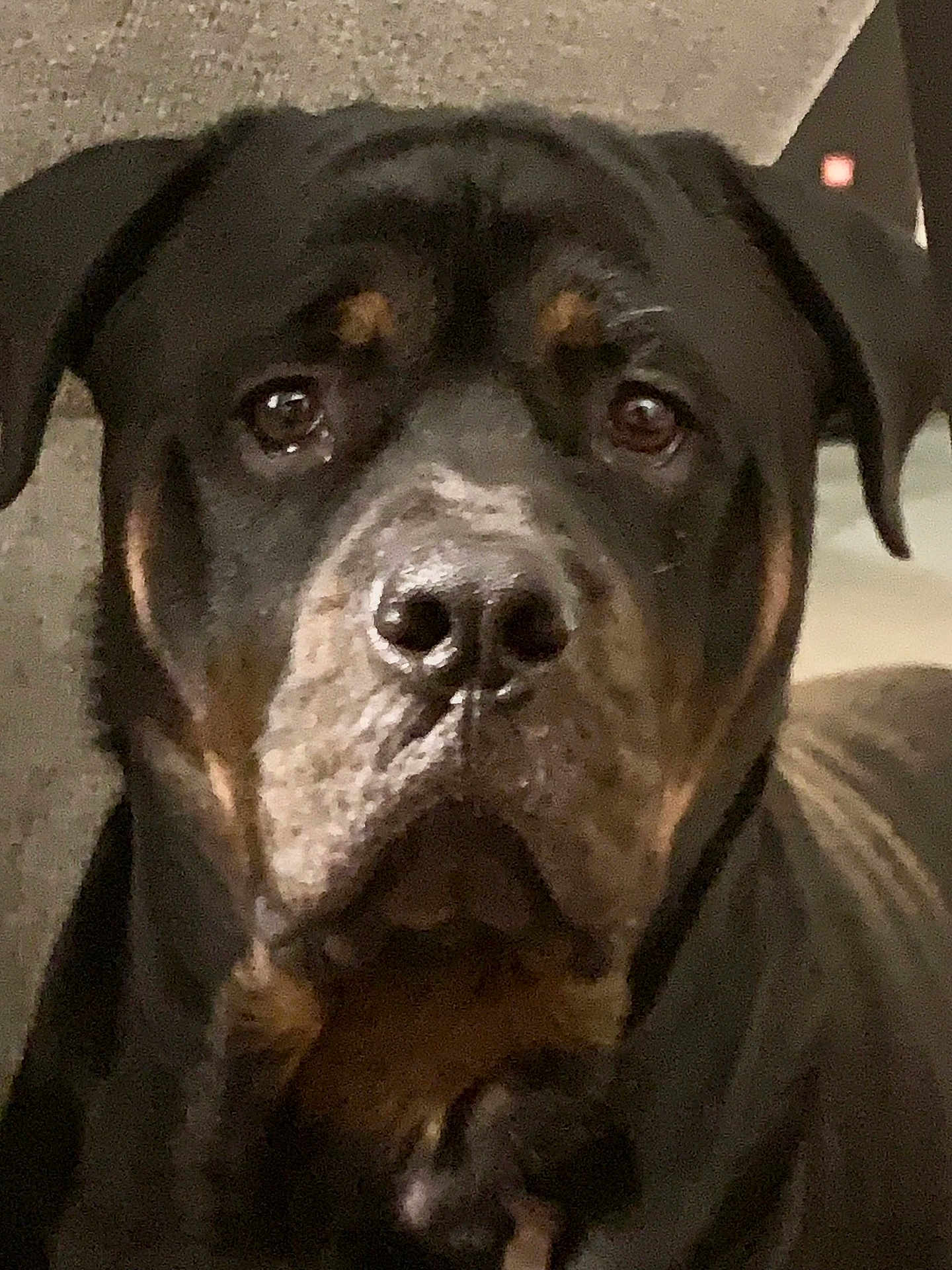 Otis is registered to the contest to win money with this photo: dog, rottweiler, close_up, pet, indoor, black_coat, brown_markings, canine, animal, face, ears, snout, portrait, domestic_animal, looking, fur, eyes, muzzle, watchful, companion