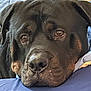 Otis is registered to the contest to win money with this photo: dog, rottweiler, close_up, resting, face, eyes, black_fur, brown_markings, bed, blanket, cushion, indoor, pet, animal, canine, portrait, sleepy, relaxed, fur, nose