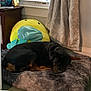 Otis joined the competition — help win amazing prizes! dog, sleeping, bed, plush_pillow, yellow, blue, curtains, window, indoor, furniture, wooden_table, carpet, cozy, resting, black_dog, tan_markings, home, soft_texture, pet, relaxation