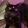cat, black_cat, wide_eyes, star_sticker, collar, bell, feline, indoor, couch, cozy, close_up, pet, fur, whiskers, curious, purple_light, soft_texture, animal, mystical, relaxed