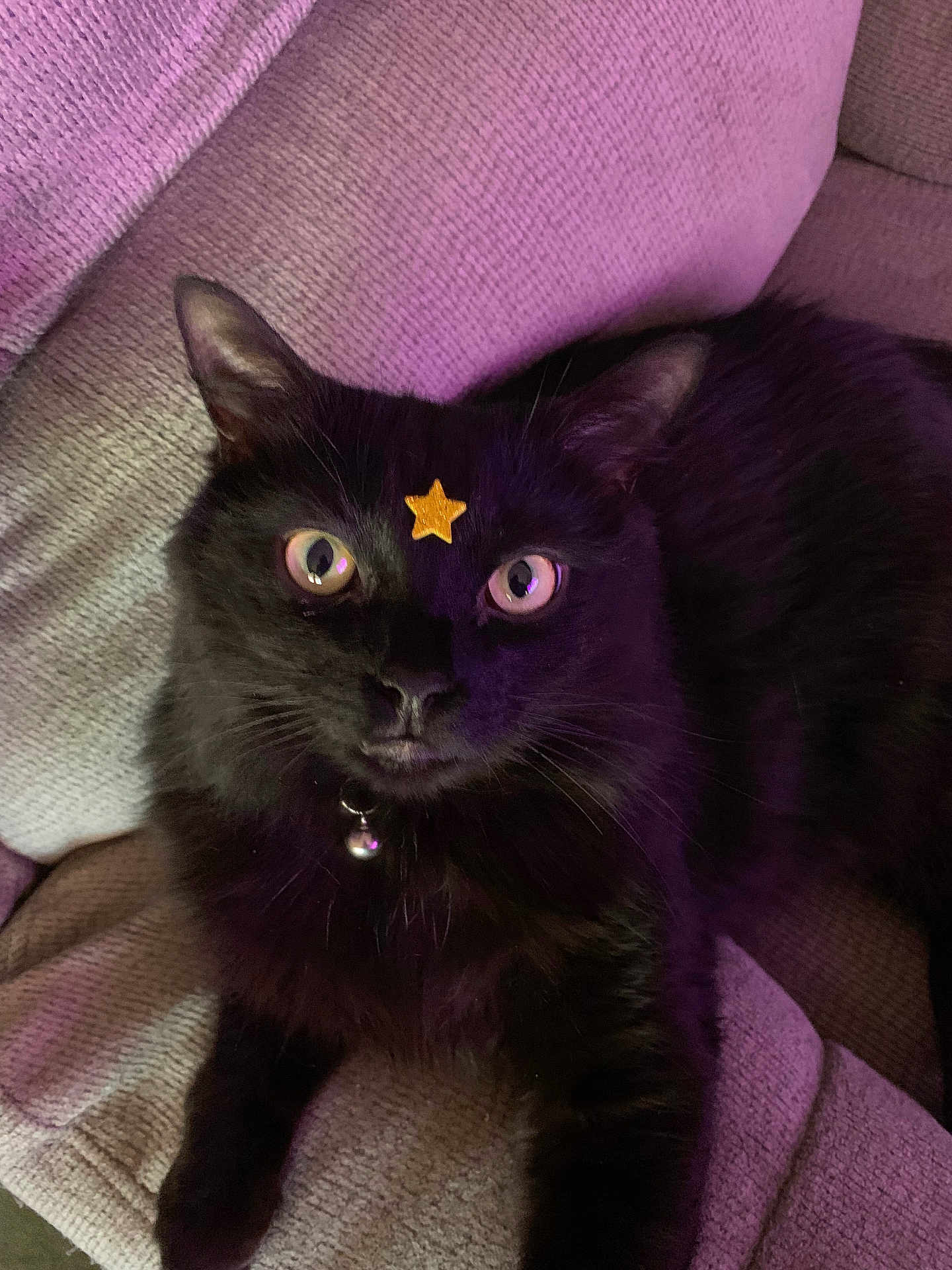 Nikko