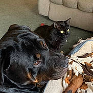 Nikko joined the competition — help win amazing prizes! rottweiler, dog, black_cat, cat, blanket, couch, carpet, indoor, pet, animal, furry, resting, lying_down, looking_away, companion, cozy, domestic, mammal, yellow_eyes, fur