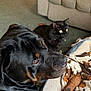 rottweiler, dog, black_cat, cat, blanket, couch, carpet, indoor, pet, animal, furry, resting, lying_down, looking_away, companion, cozy, domestic, mammal, yellow_eyes, fur