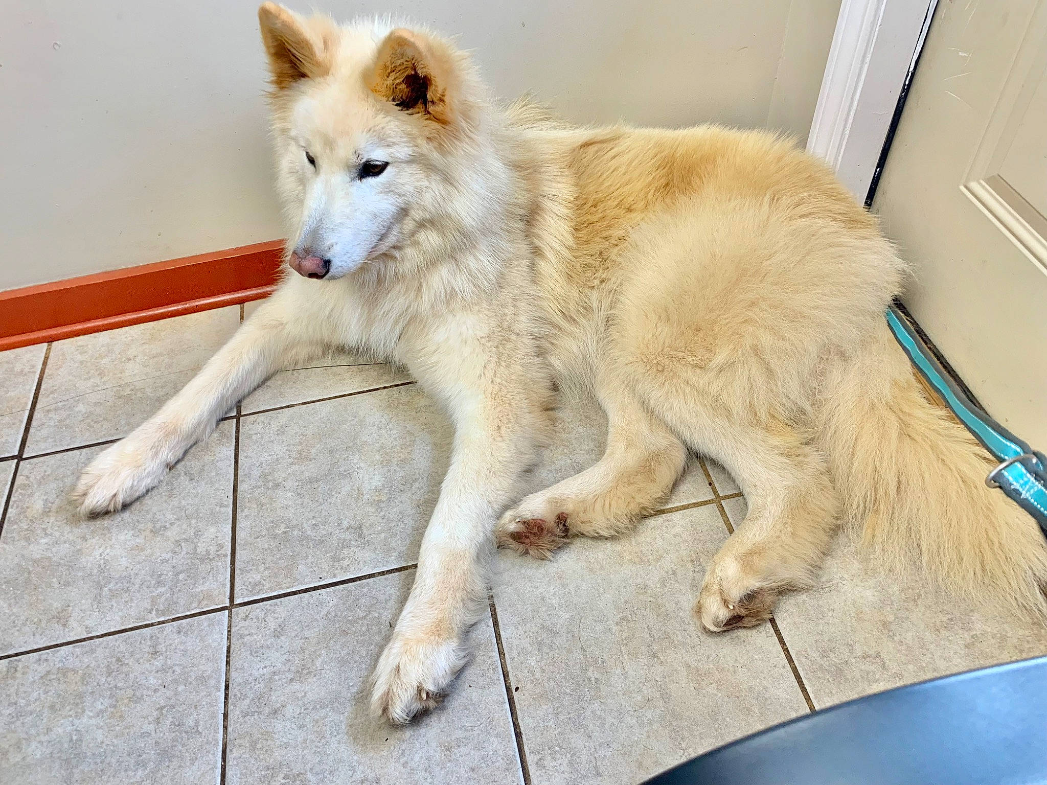 Aspen joined the competition — help win amazing prizes! ancient_dog_breeds, canidae, canis, carnivore, collar, companion_dog, dog, dog_breed, fawn, fur, non_sporting_group, snout, sporting_group, tail, terrestrial_animal, wildlife, wood, working_animal, working_dog