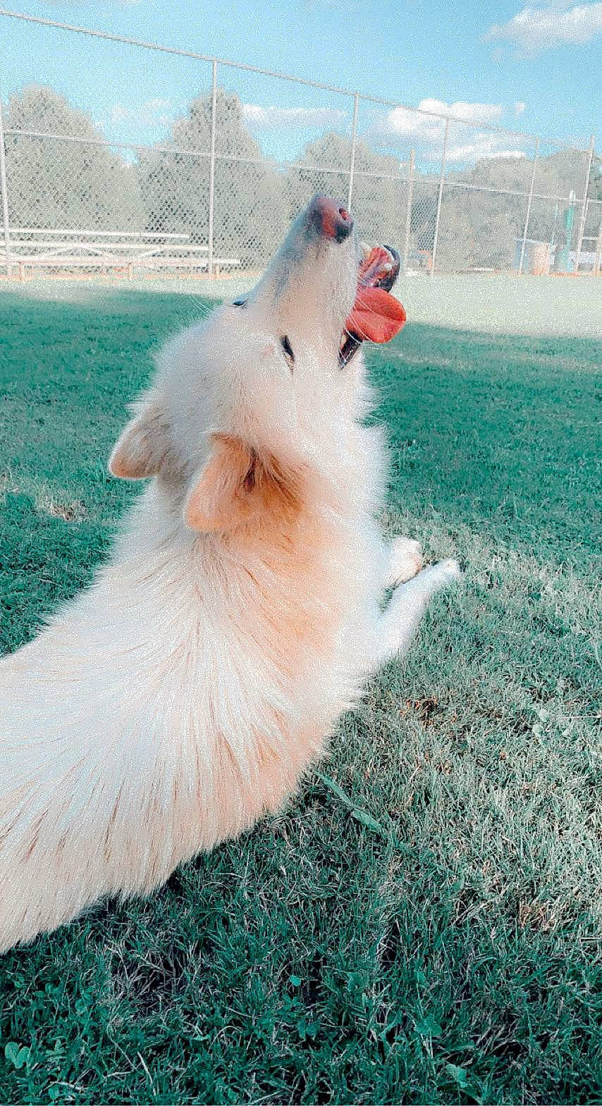 Aspen joined the competition — help win amazing prizes! canidae, carnivore, cloud, collar, companion_dog, dog, dog_breed, fur, german_spitz_klein, grass, japanese_spitz, samoyed, sky, snout, spitz, sporting_group, tail, terrestrial_animal, volpino_italiano, working_animal