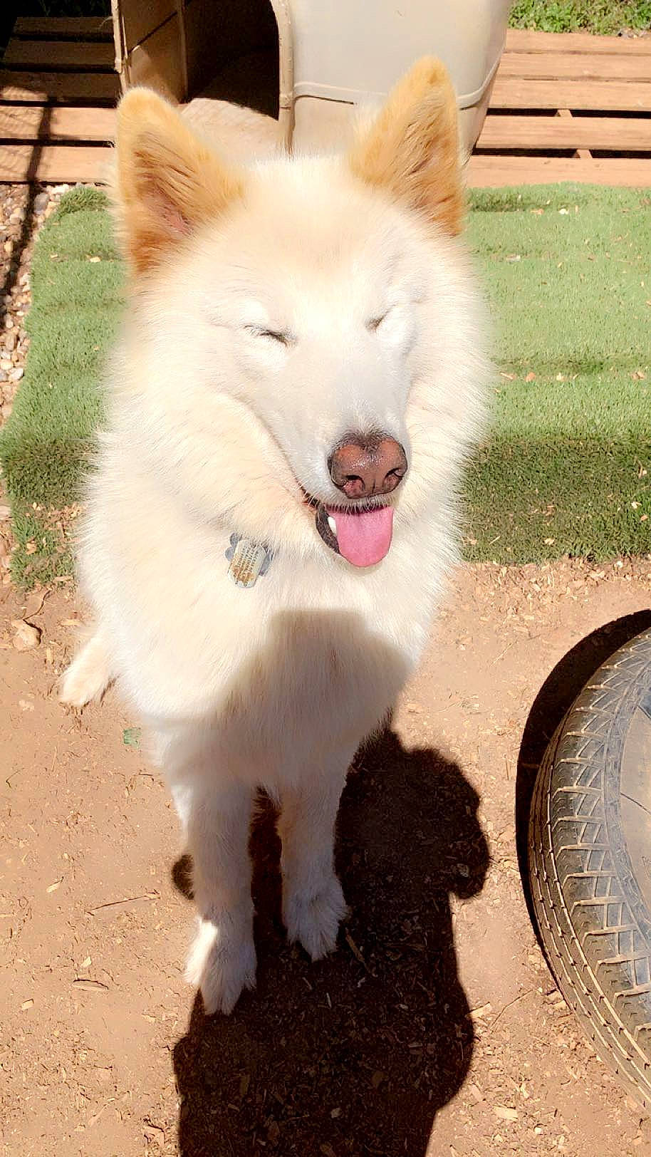 Aspen is registered to the contest to win money with this photo: ancient_dog_breeds, canidae, carnivore, collar, companion_dog, dog, dog_breed, dog_supply, fang, fur, jaw, non_sporting_group, road_surface, samoyed, snout, soil, sporting_group, terrestrial_animal, working_animal, working_dog