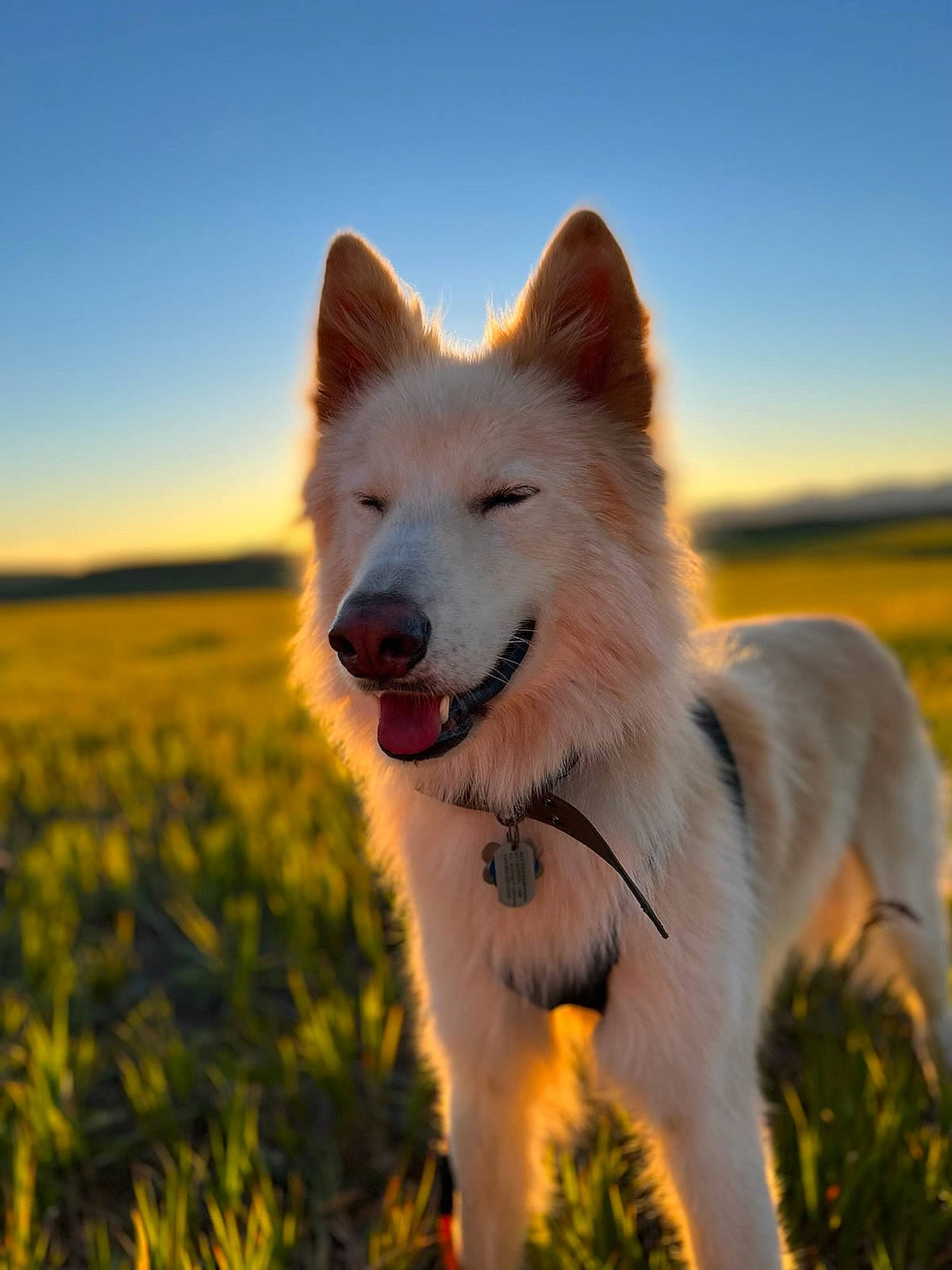Aspen is registered to the contest to win money with this photo: canidae, carnivore, companion_dog, dog, dog_breed, fawn, fur, grass, grassland, happy, herding_dog, landscape, people_in_nature, plant, sky, spitz, sporting_group, terrestrial_animal, tree, working_animal