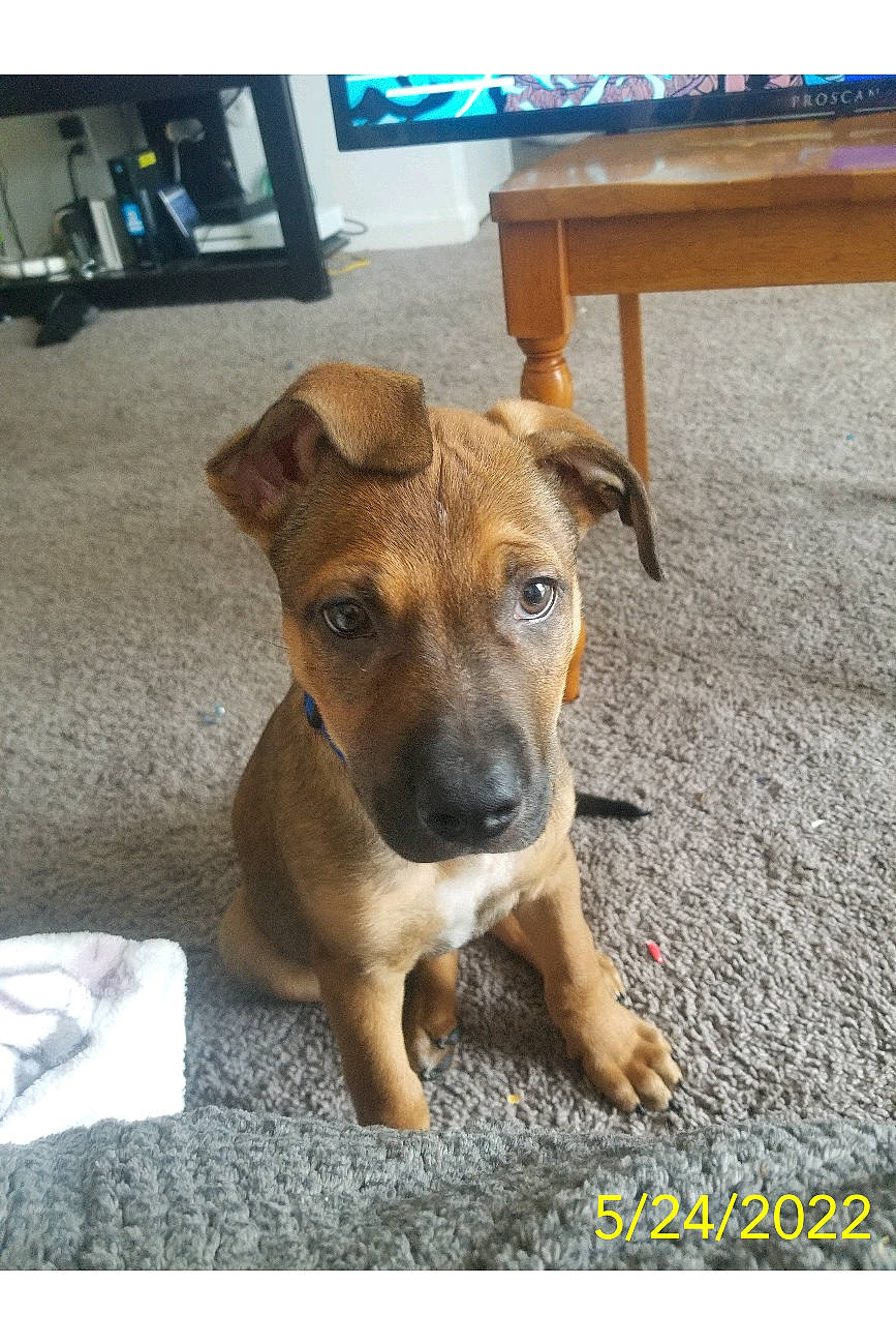 Dexter is registered to the contest to win money with this photo: canidae, carnivore, chair, collar, companion_dog, dog, dog_breed, fawn, flooring, fur, hardwood, plant, snout, sporting_group, street_dog, table, terrestrial_animal, whiskers, wood, working_animal