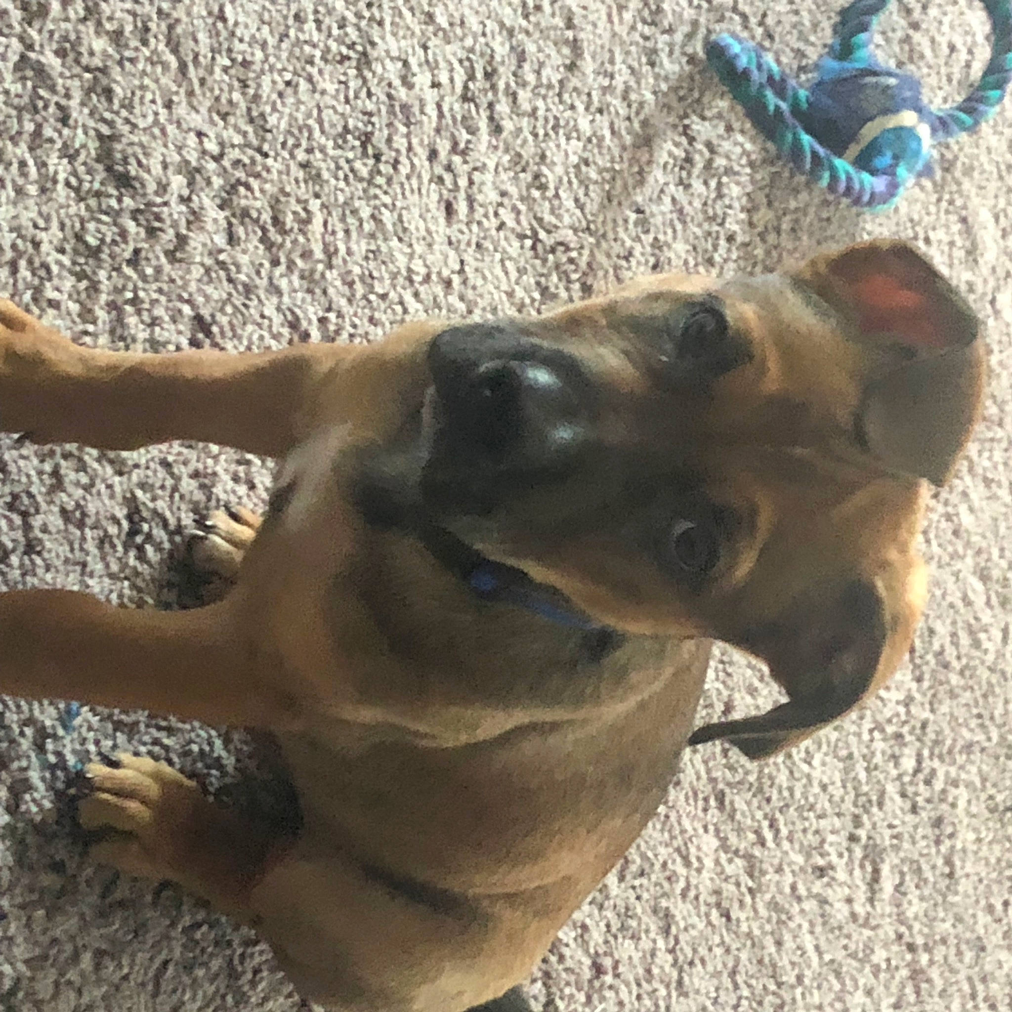 Dexter is registered to the contest to win money with this photo: canidae, carnivore, collar, companion_dog, dog, dog_breed, dog_collar, electric_blue, fawn, liver, pet_supply, shadow, snout, sporting_group, terrestrial_animal, wood, working_animal, working_dog