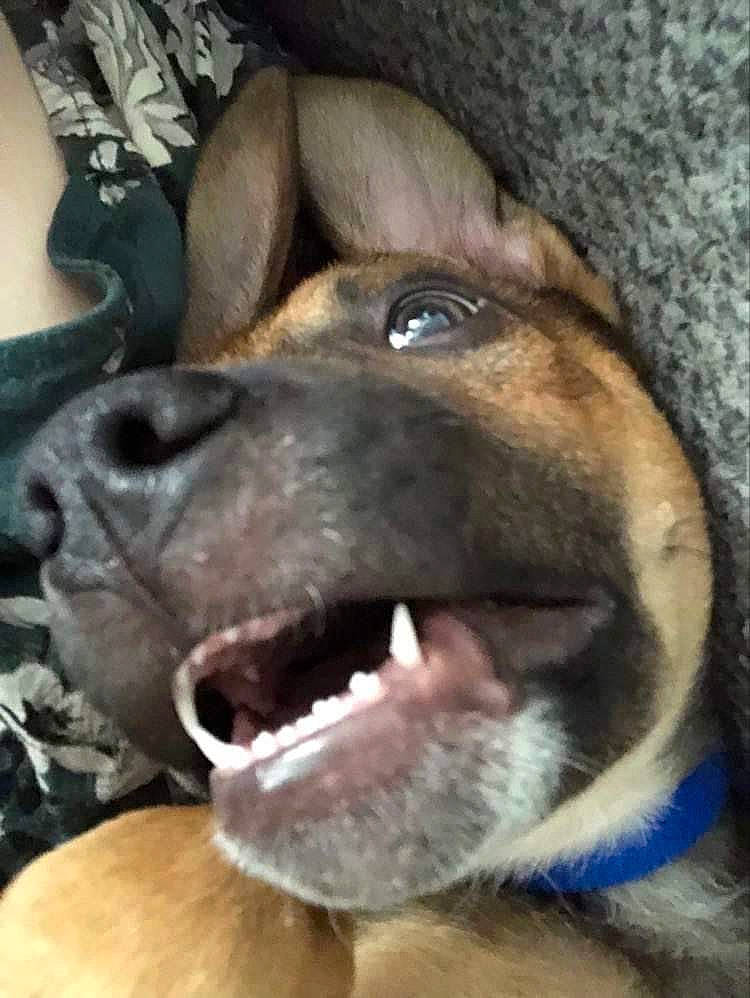 Dexter is registered to the contest to win money with this photo: canidae, carnivore, close_up, companion_dog, dog, dog_breed, ear, fang, fawn, fur, guard_dog, jaw, liver, nose, selfie, snout, sporting_group, terrestrial_animal, whiskers, working_animal