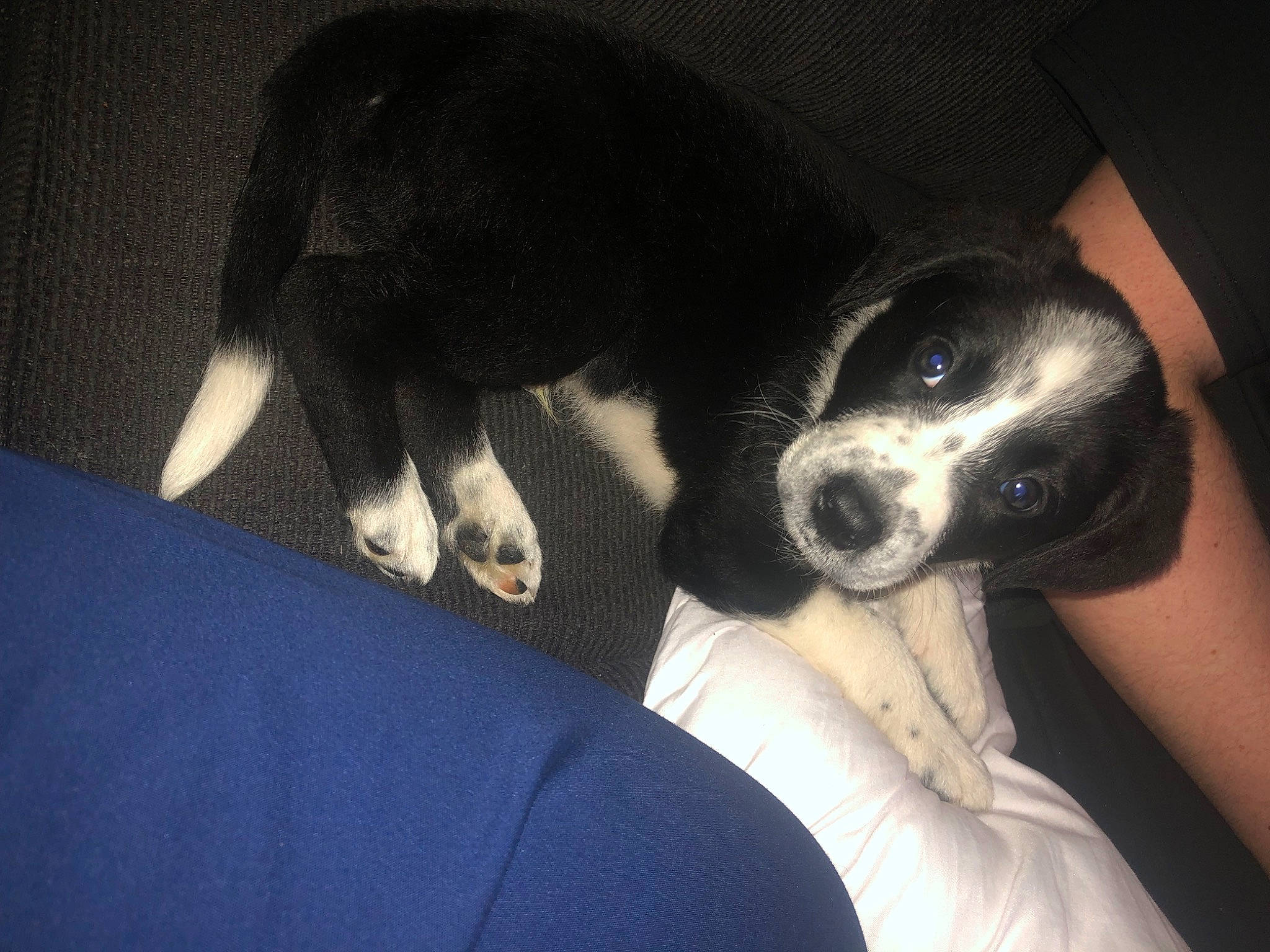 Sox joined the competition — help win amazing prizes! bored, canidae, carnivore, comfort, companion_dog, dog, dog_breed, fur, non_sporting_group, paw, puppy, sitting, snout, sporting_group, terrestrial_animal, whiskers, working_animal