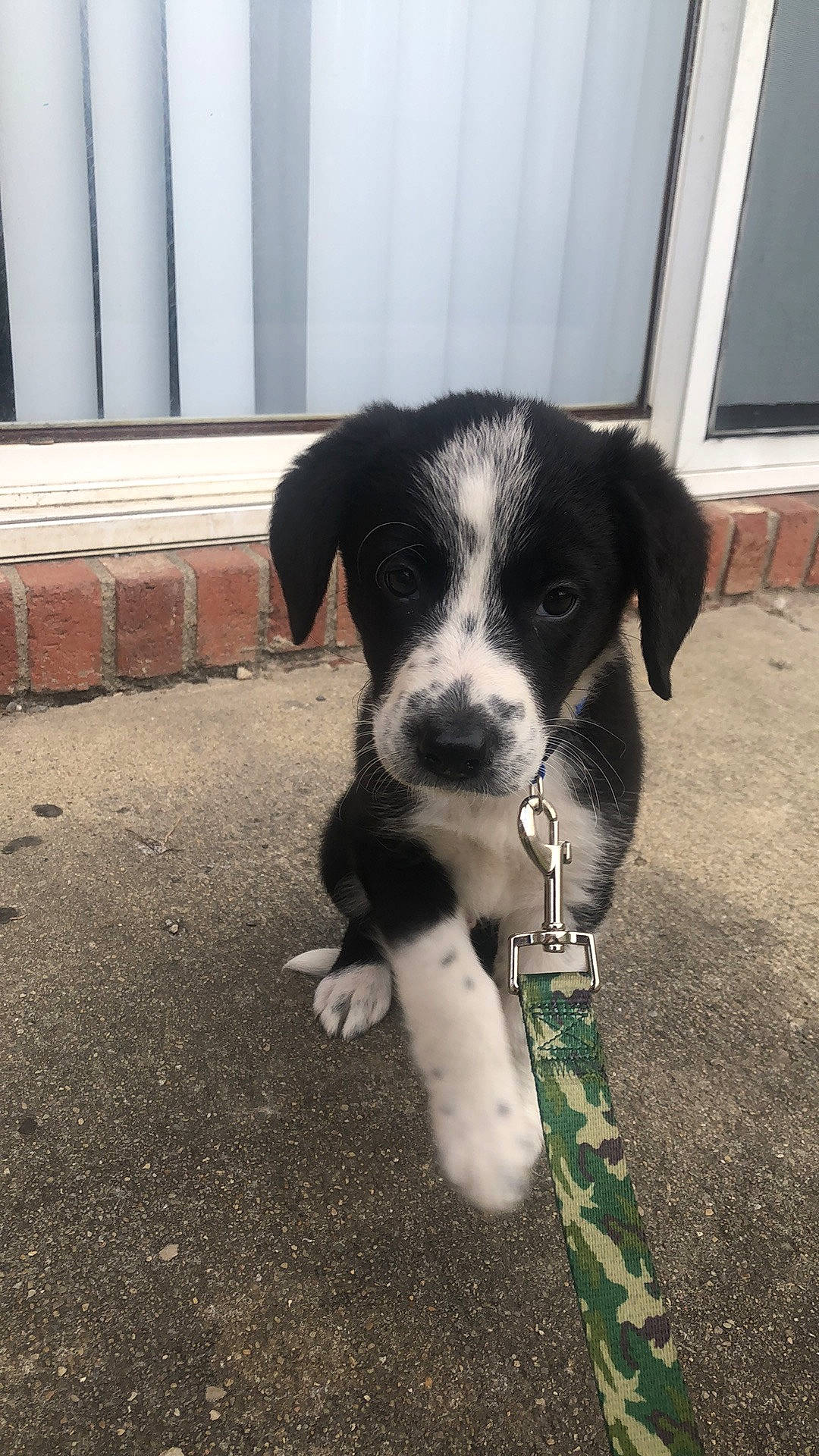 Sox is registered to the contest to win money with this photo: borador, canidae, carnivore, companion_dog, dog, dog_breed, fur, non_sporting_group, snout, sporting_group, tail, terrestrial_animal, whiskers, working_animal, working_dog