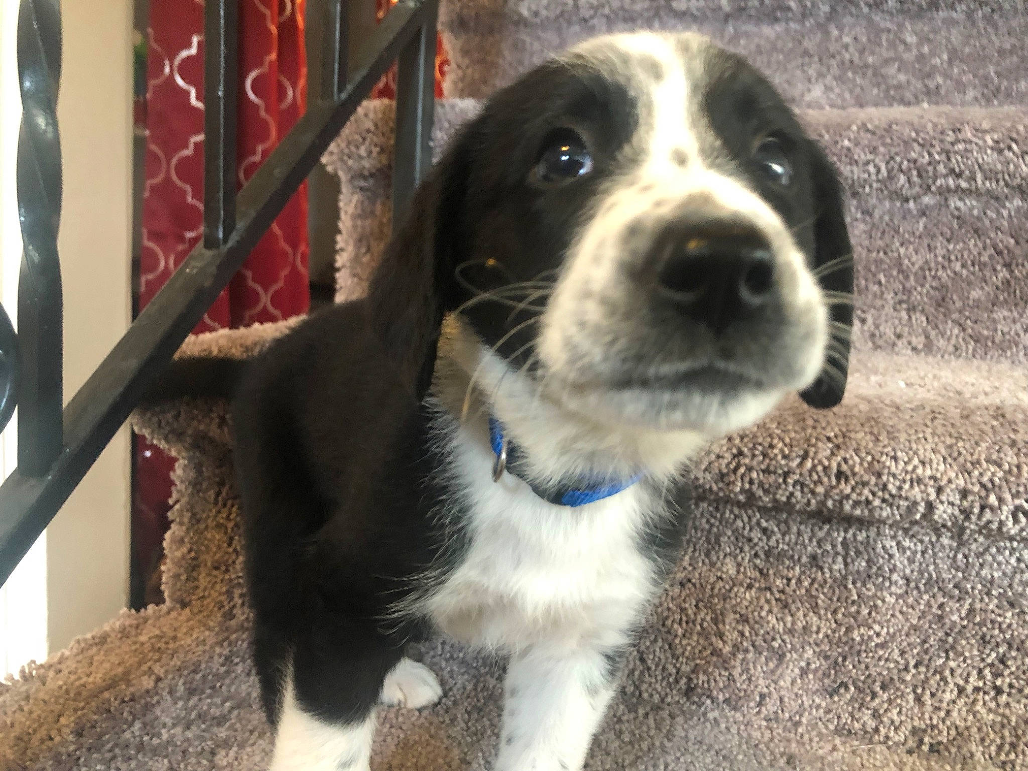 Sox joined the competition — help win amazing prizes! borador, canidae, carnivore, collar, companion_dog, dog, dog_breed, dog_collar, fence, fur, gun_dog, snout, sporting_group, whiskers, working_animal, working_dog