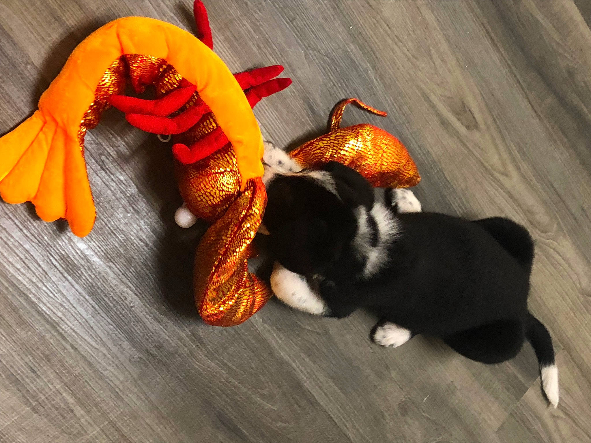Sox is registered to the contest to win money with this photo: carmine, carnivore, cat, comfort, companion_dog, dog, dog_breed, fawn, flooring, fur, hardwood, mammal, orange, paw, stuffed_toy, tail, toy, vertebrate, wing, wood