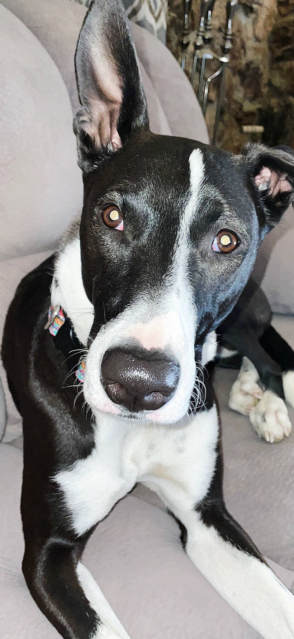 Rocco joined the competition — help win amazing prizes! ancient_dog_breeds, canidae, carnivore, collar, companion_dog, dog, dog_breed, dog_collar, fur, mcnab, non_sporting_group, snout, sporting_group, terrestrial_animal, whiskers, working_animal, working_dog