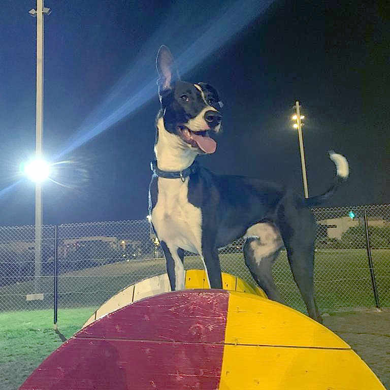 Rocco