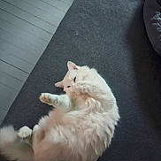 Baby Cat joined the competition — help win amazing prizes! cat, white_cat, fluffy, pet, animal, indoor, carpet, floor, relaxed, playful, paw, fur, cute, domestic_cat, mammal, resting, cozy, soft_light, home, lying_down