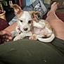puppy, dog, pet, indoor, person, lap, footwear, walking_boot, furniture, relaxing, curious, ear, pink_paw, collar, casual, legs, cozy, home, brown_and_white, cute