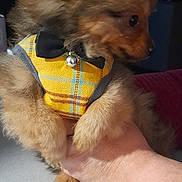Tootsy a rejoint le concours — aidez-le/la à gagner de superbes lots ! puppy, dog, pet, yellow_harness, bowtie, bell, fluffy, small_dog, hand, indoor, curious, furry, cute, animal, domestic_animal, mammal, companion, young, brown_fur, holding