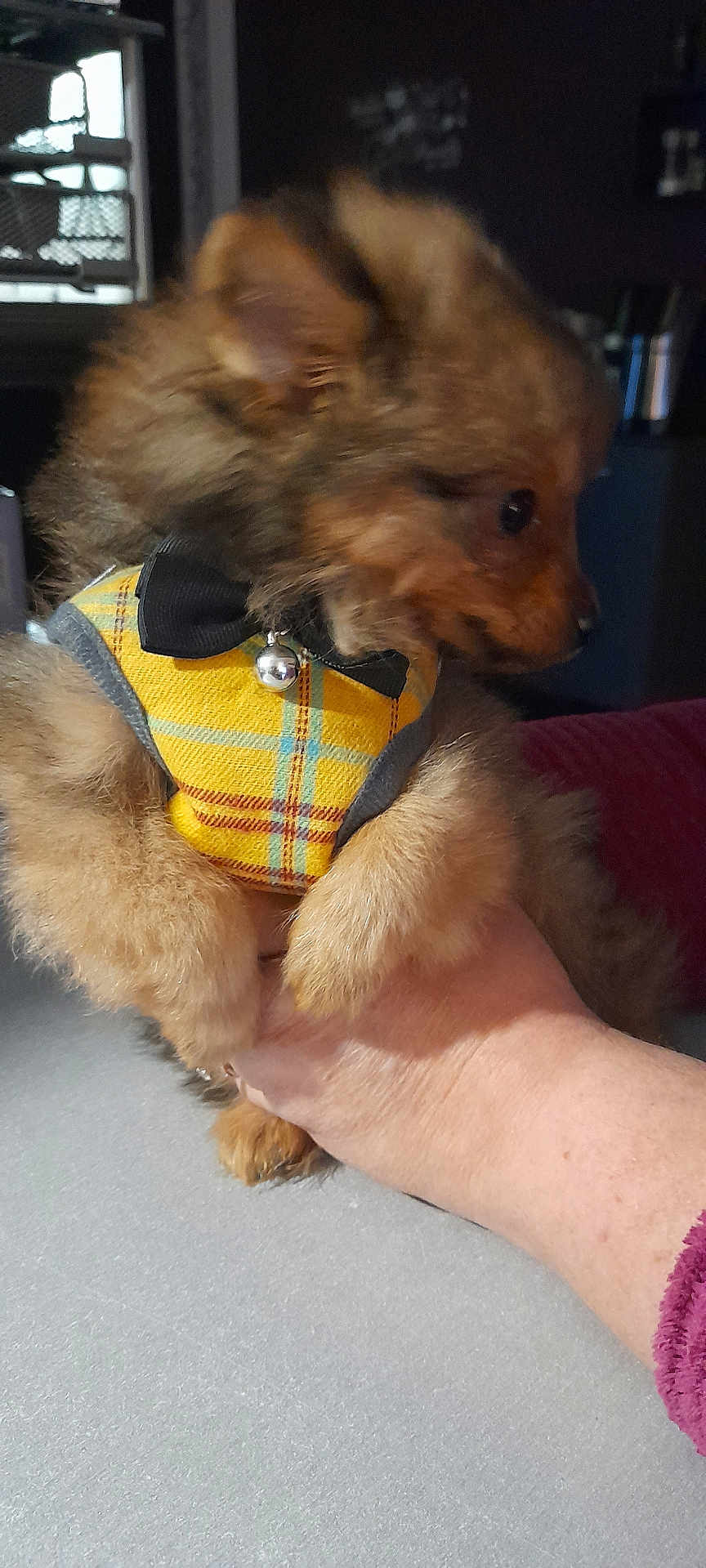 Tootsy a rejoint le concours — aidez-le/la à gagner de superbes lots ! puppy, dog, pet, yellow_harness, bowtie, bell, fluffy, small_dog, hand, indoor, curious, furry, cute, animal, domestic_animal, mammal, companion, young, brown_fur, holding