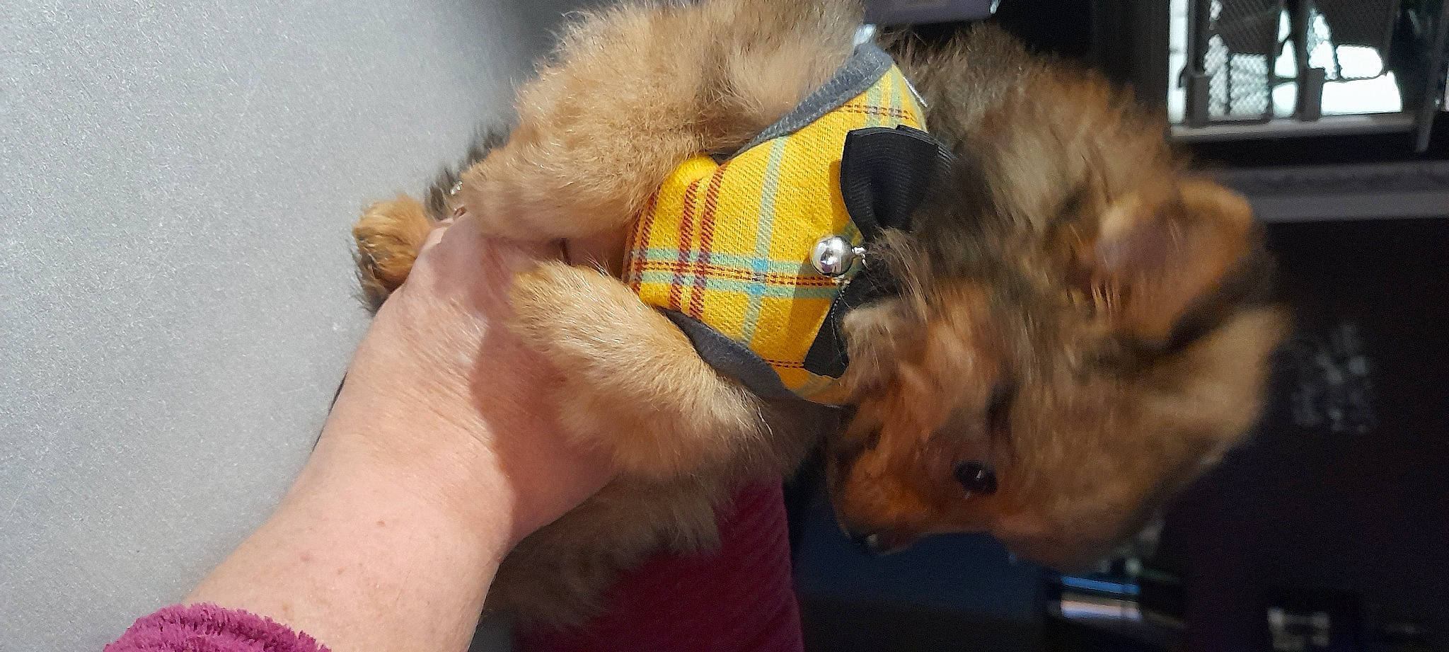 Toosty a rejoint le concours — aidez-le/la à gagner de superbes lots ! australian_terrier, canidae, carnivore, companion_dog, dog, dog_breed, dog_clothes, dog_supply, fawn, firefighter, fur, paw, small_terrier, snout, sporting_group, tail, terrier, toy_dog, working_animal, yorkipoo