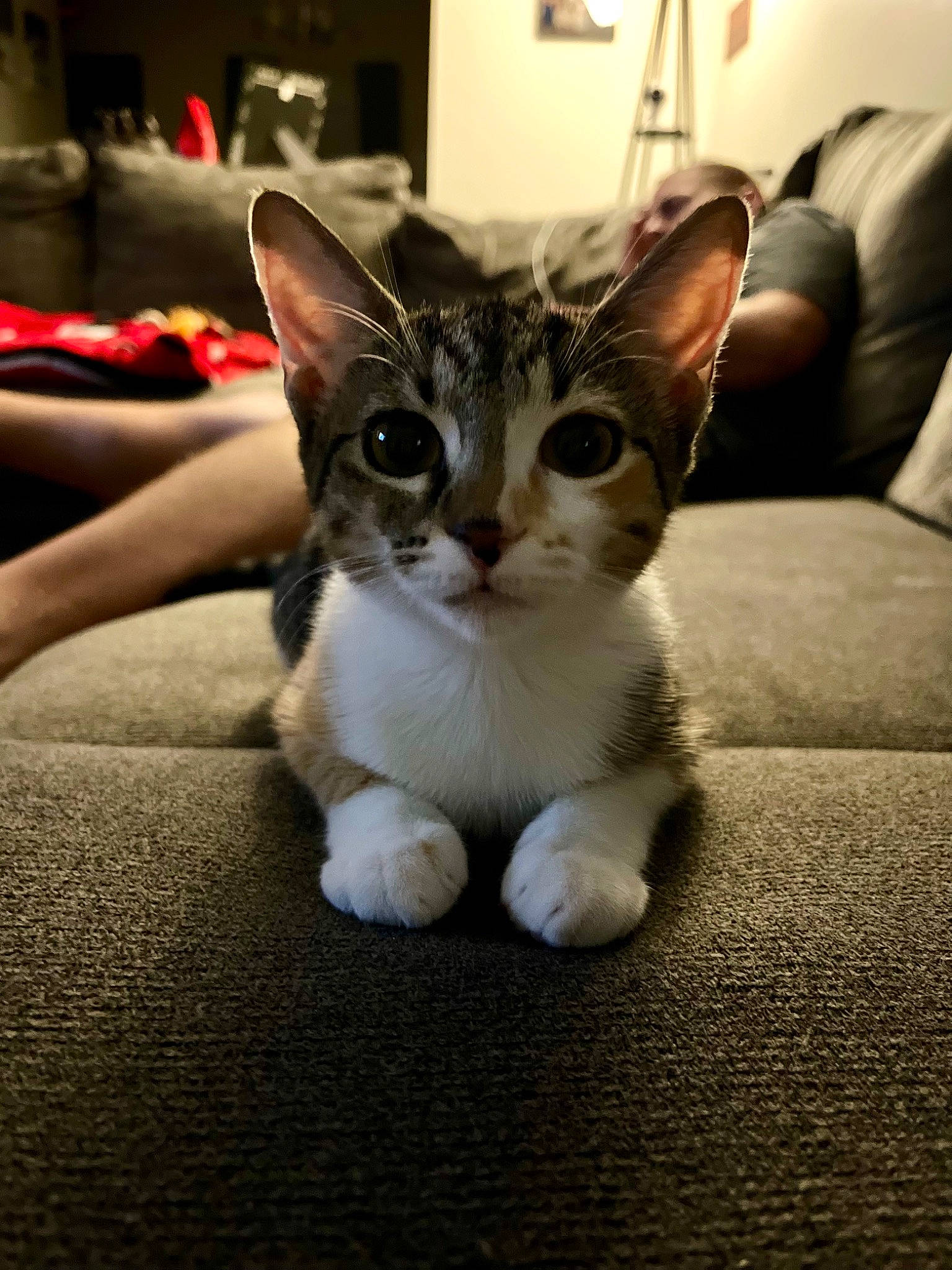 Primrose is registered to the contest to win money with this photo: carnivore, cat, comfort, couch, domestic_short_haired_cat, eye, fawn, felidae, floor, flooring, foot, fur, houseplant, human_leg, paw, picture_frame, small_to_medium_sized_cats, snout, tail, whiskers