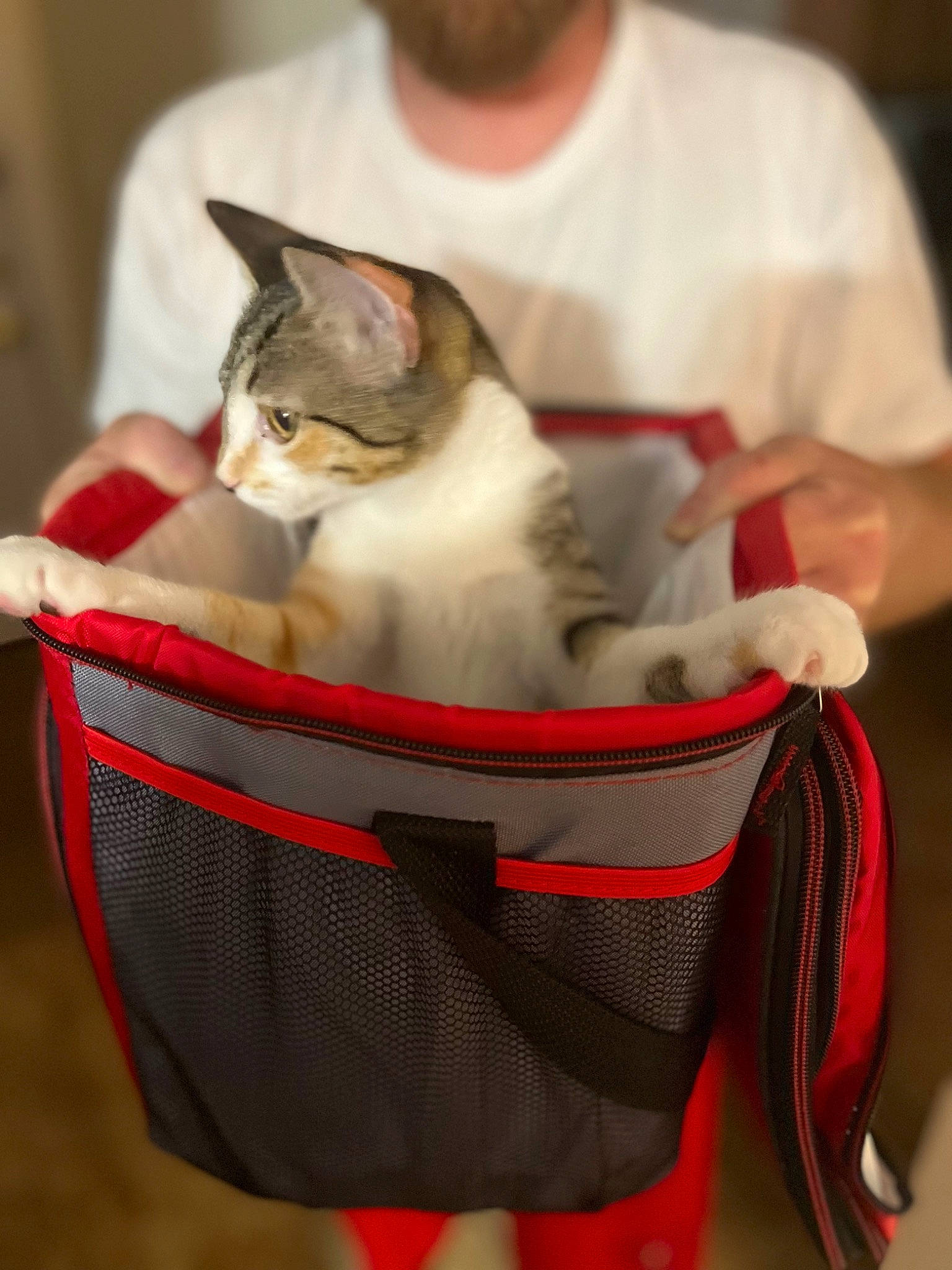 Primrose joined the competition — help win amazing prizes! bag, basket, box, carnivore, cat, cat_supply, chair, comfort, domestic_short_haired_cat, event, felidae, fur, luggage_and_bags, sitting, small_to_medium_sized_cats, tail, whiskers, wicker, wood